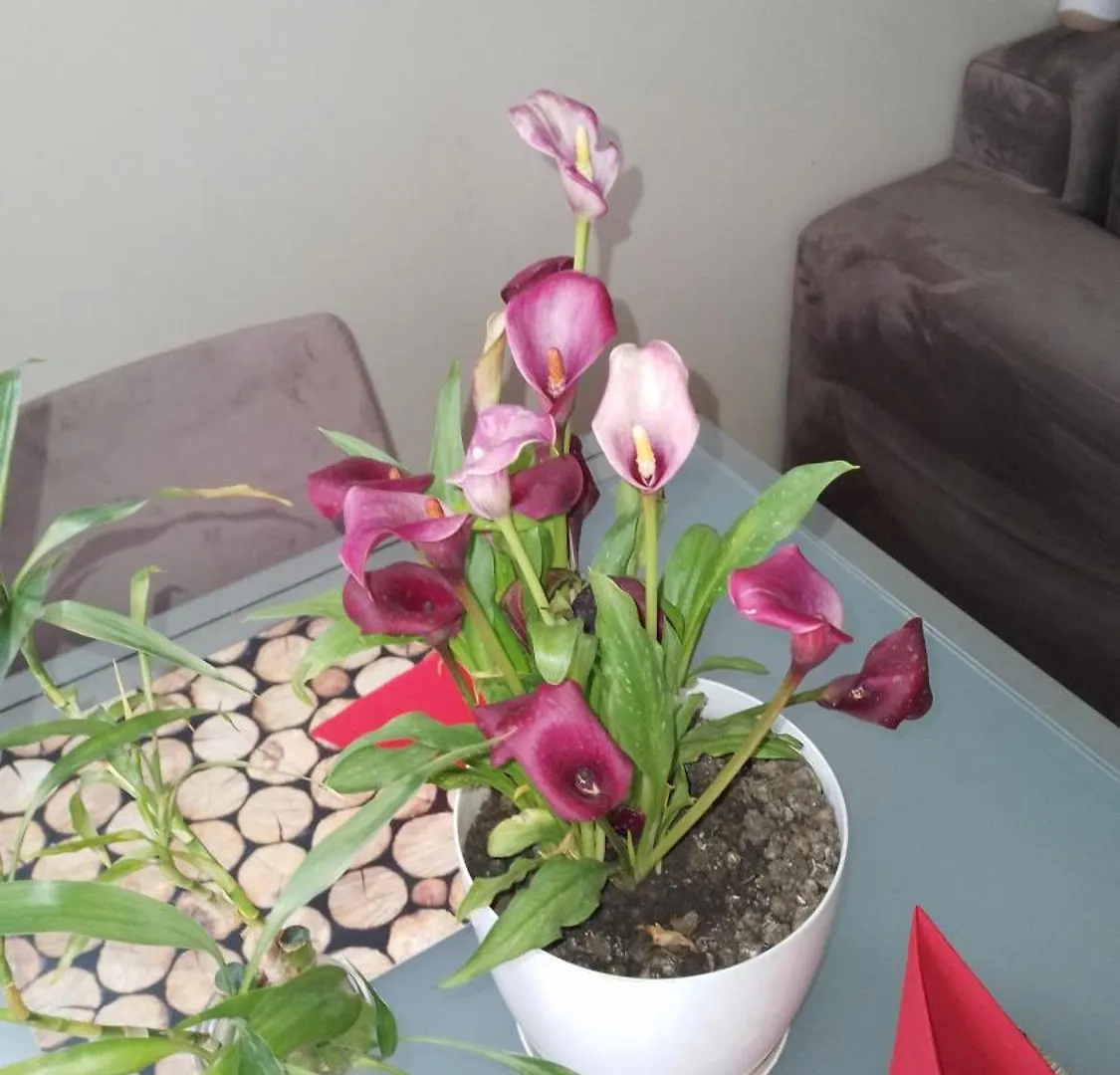 טיראנה Bora Home Albania Me Vetsherbim 24 Ore Prane Liqenit